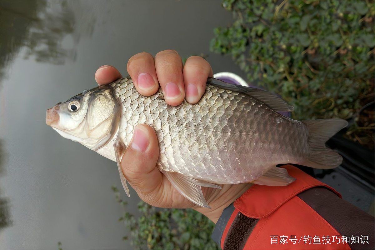 鯽魚最好品種