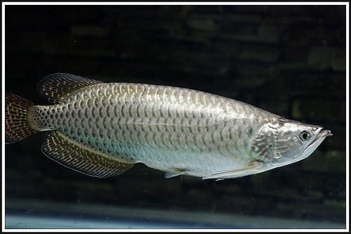 星點(diǎn)龍魚的食物來源：關(guān)于星點(diǎn)龍魚食物來源的一些詳細(xì)信息