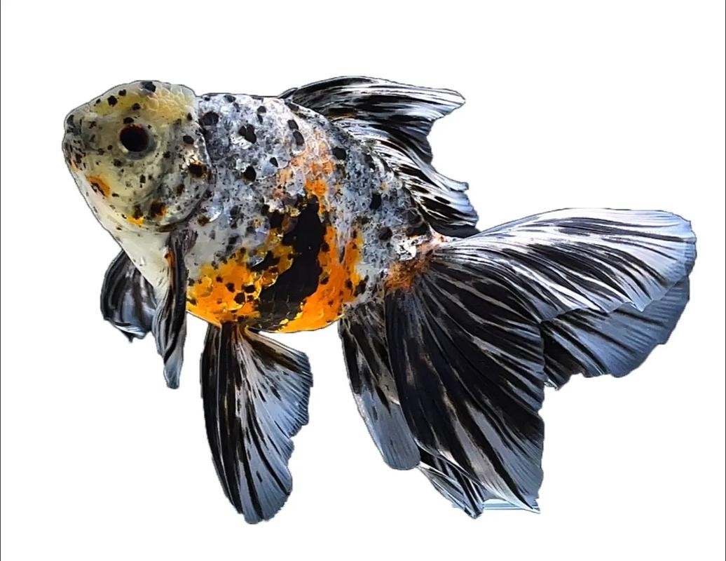 2025金魚大賽的獲獎名單