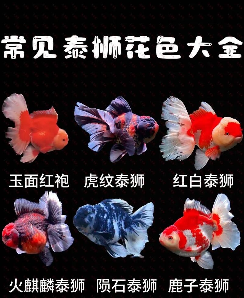 2025金魚大賽的獲獎名單