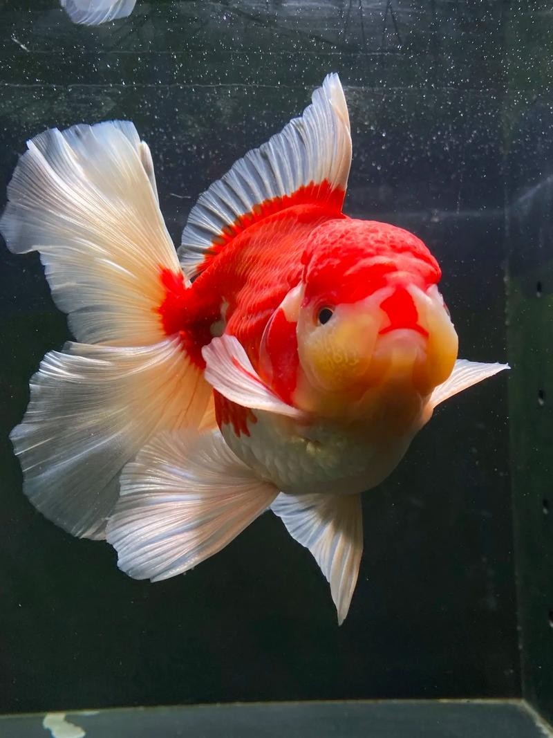 2025金魚大賽的獲獎名單