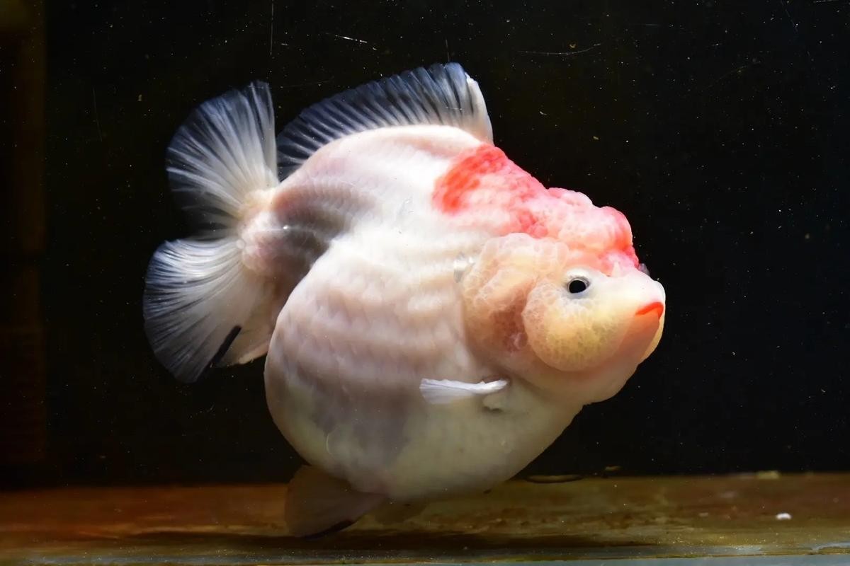 2025金魚大賽的獲獎名單