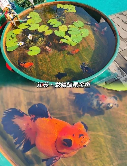 2025觀賞魚展會(huì)