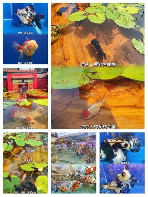2025觀賞魚展會(huì)
