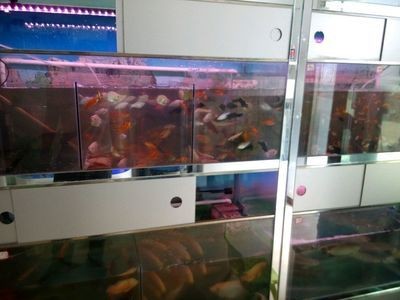 海博魚缸多少錢一個？：海博亞克力魚缸價格昂貴，海博亞克力魚缸價格為面議