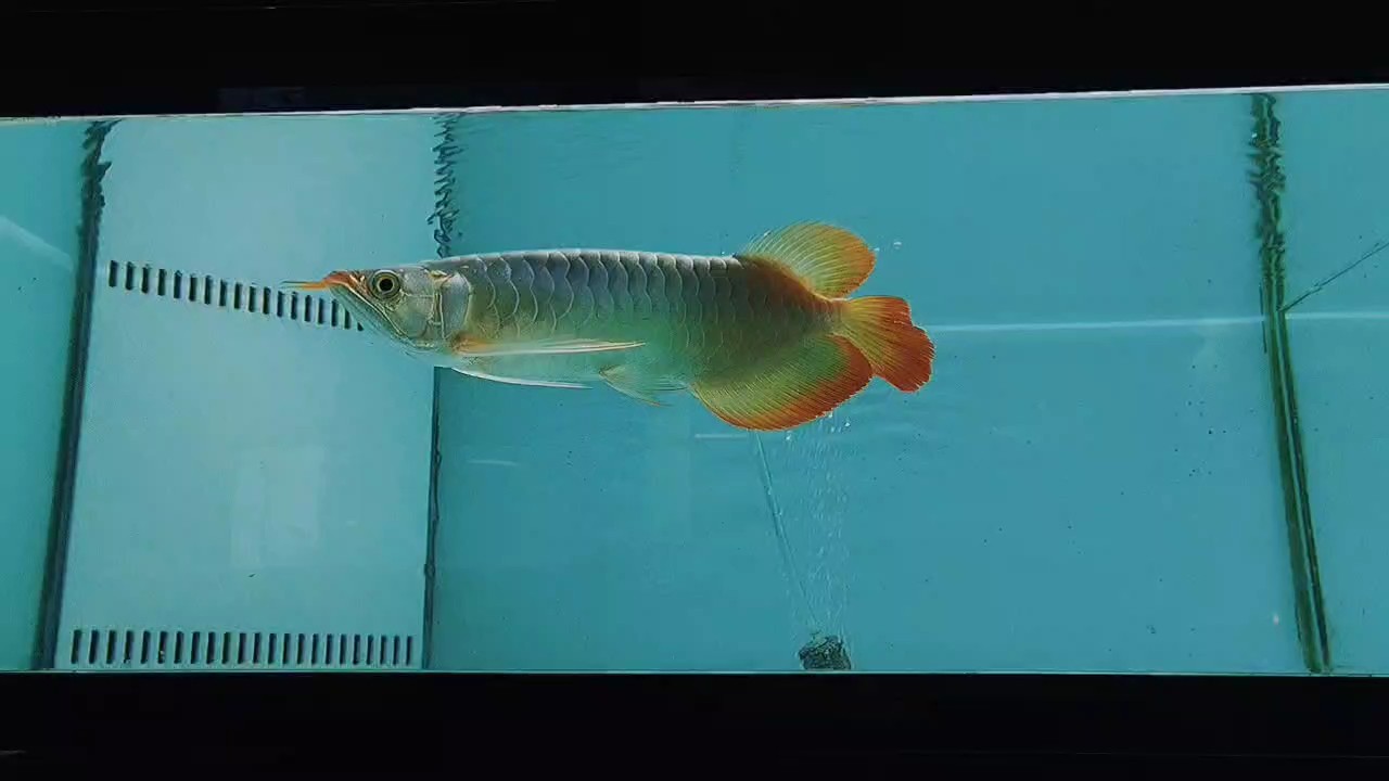 新到一批小苗子