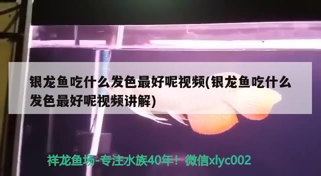 銀龍魚吃什么發色最好呢視頻(銀龍魚吃什么發色最好呢視頻講解)