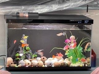 小米魚缸適合什么加熱棒50w還是100w：小米魚缸加熱棒的選擇應考慮其功率,對于小米魚缸加熱棒的選擇