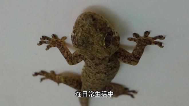 虎紋恐龍王最害怕三個東西
