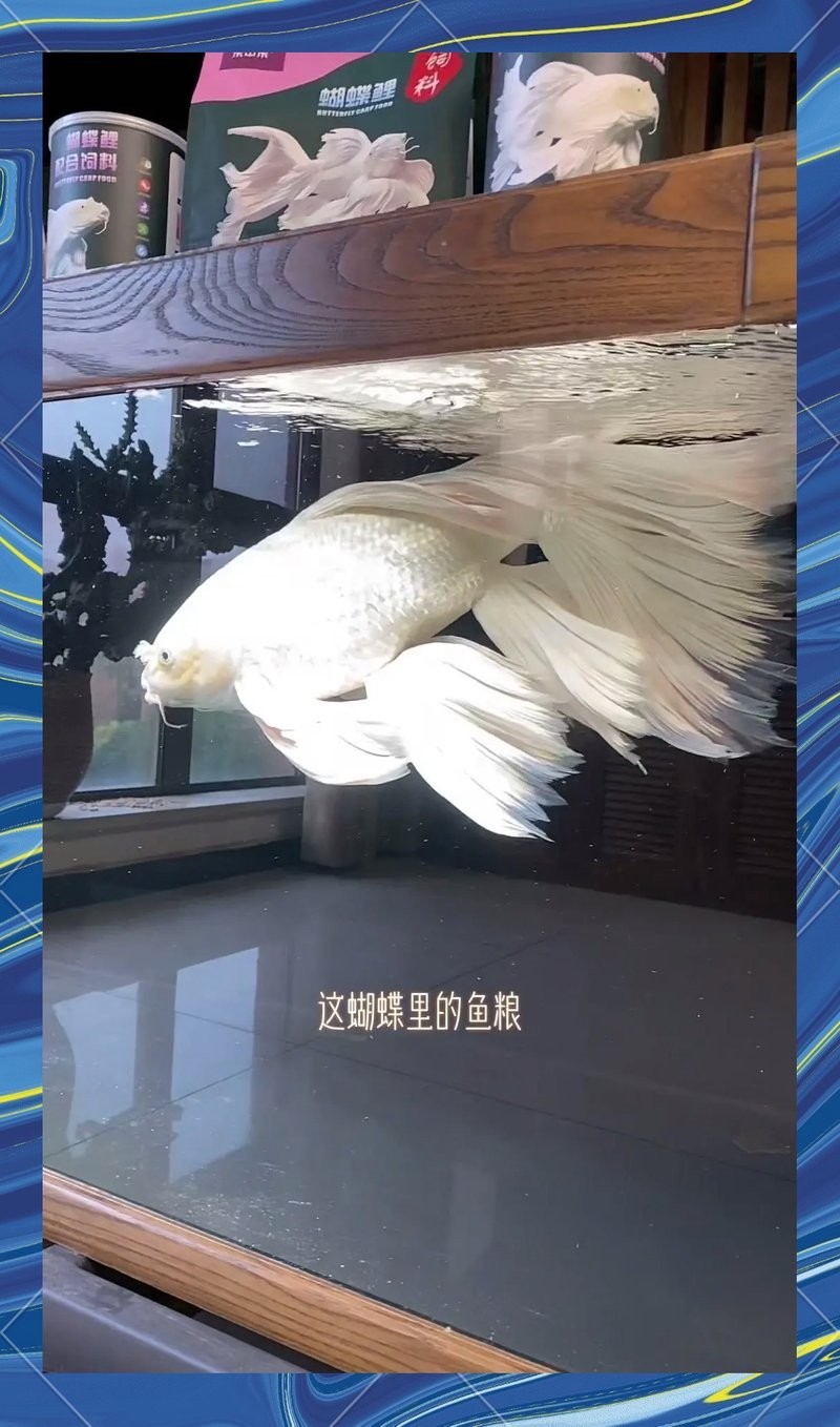 龍魚吃上浮還是下沉飼料好