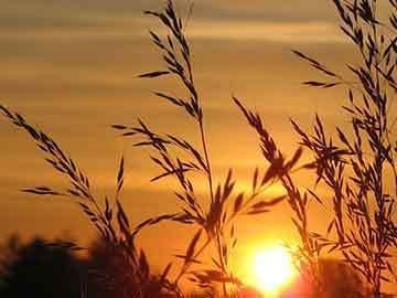 龍魚缸排行榜前十名有哪些品種，2024年龍魚缸排行榜前十名