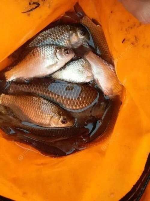 20厘米的紅龍魚怎么喂食的（20厘米紅龍魚成年后喂食頻率建議每天一次,食物選擇上）