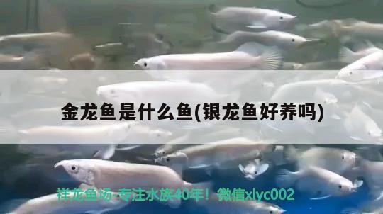 金龍魚是什么魚(銀龍魚好養(yǎng)嗎)