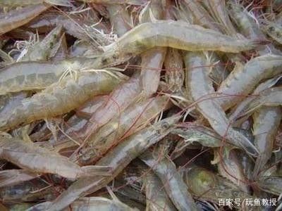 龍魚可以喂帶殼的蝦嗎：關于龍魚能否喂食帶殼的蝦