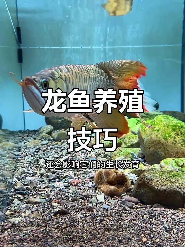 龍魚缸里養幾條魚最好呢 龍魚缸里養幾條魚最好呢 龍魚論壇 第11張