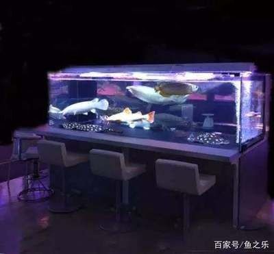 一米5魚缸龍魚混養(yǎng)視頻（一米五魚缸龍魚混養(yǎng)的方法和技巧）