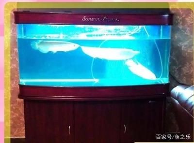 一米5魚缸龍魚混養(yǎng)視頻（一米五魚缸龍魚混養(yǎng)的方法和技巧）