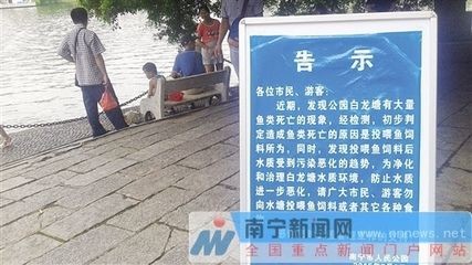 紅龍魚(yú)飼料推薦：如何選擇紅龍魚(yú)飼料