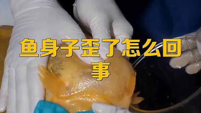 紅龍魚(yú)歪著身體游泳好嗎