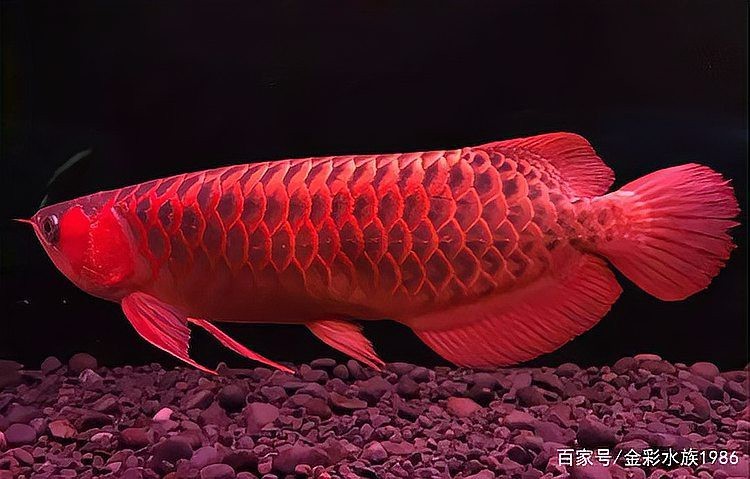 紅龍魚(yú)歪著身體游泳好嗎