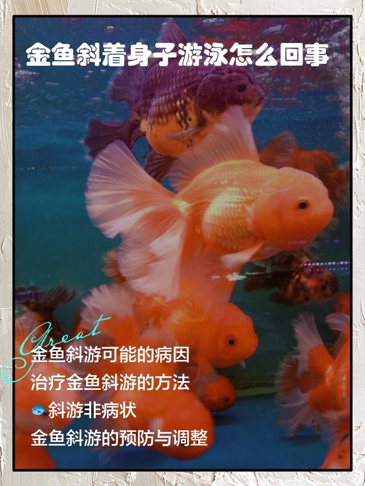 紅龍魚(yú)歪著身體游泳好嗎