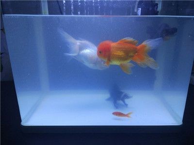 魚缸水質管理的重要性:剛換水后魚缸水發(fā)白霧蒙蒙是由于硝化系統(tǒng)不完善、蛋白蟲滋生等 魚缸百科 第3張 魚缸水質管理的重要性:剛換水后魚缸水發(fā)白霧蒙蒙是由于硝化系統(tǒng)不完善、蛋白蟲滋生等 魚缸水質管理的重要性:剛換水后魚缸水發(fā)白霧蒙蒙是由于硝化系統(tǒng)不完善、蛋白蟲滋生等 魚缸百科 第3張