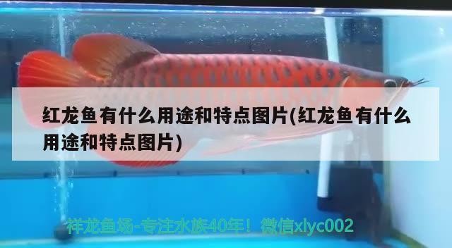 銀龍魚掉鱗片怎么回事兒圖片視頻（銀龍魚掉鱗片怎么回事兒圖片視頻講解） 銀龍魚掉鱗片怎么回事兒圖片視頻（銀龍魚掉鱗片怎么回事兒圖片視頻講解） 銀龍魚百科 第1張