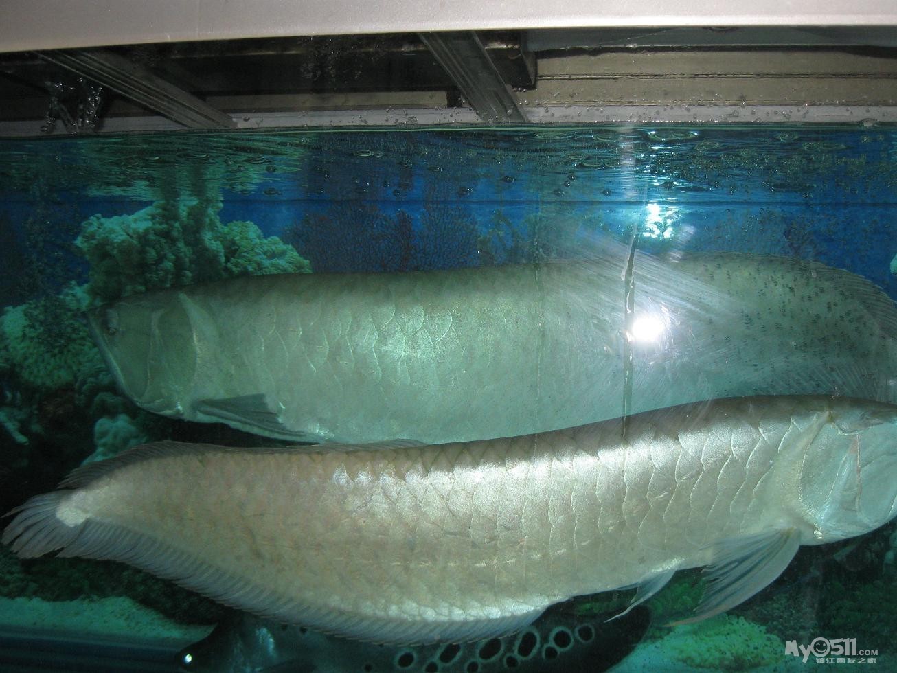 銀龍魚好飼養(yǎng)嗎有毒嗎圖片(銀龍魚好飼養(yǎng)嗎有毒嗎圖片大全)