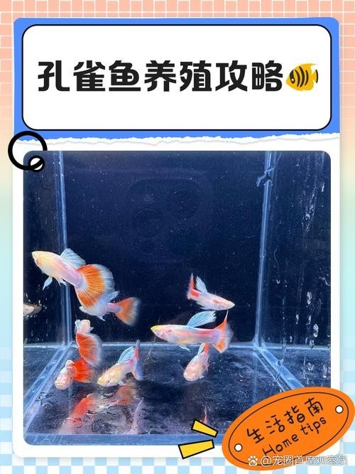 如何辨別真假賽級孔雀魚？
