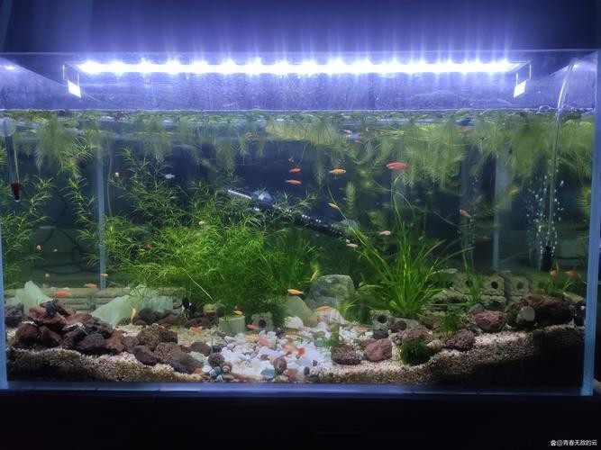 如何辨別真假賽級孔雀魚？
