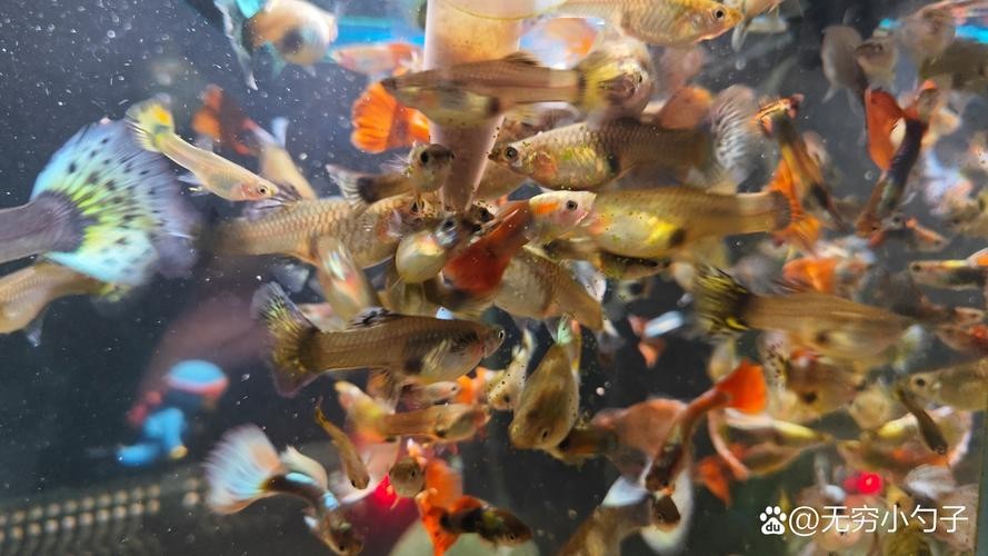 如何辨別真假賽級孔雀魚？