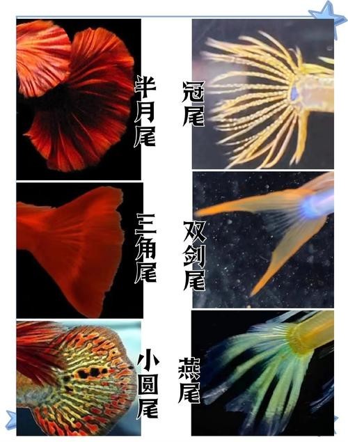 如何辨別真假賽級孔雀魚？