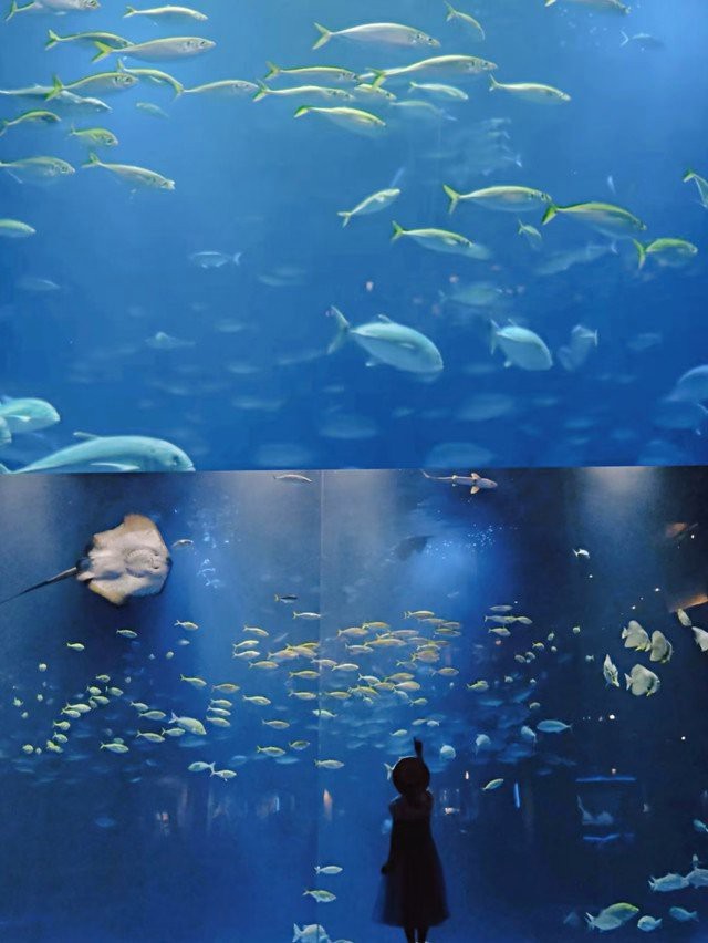 四國(guó)水族館在哪個(gè)城市