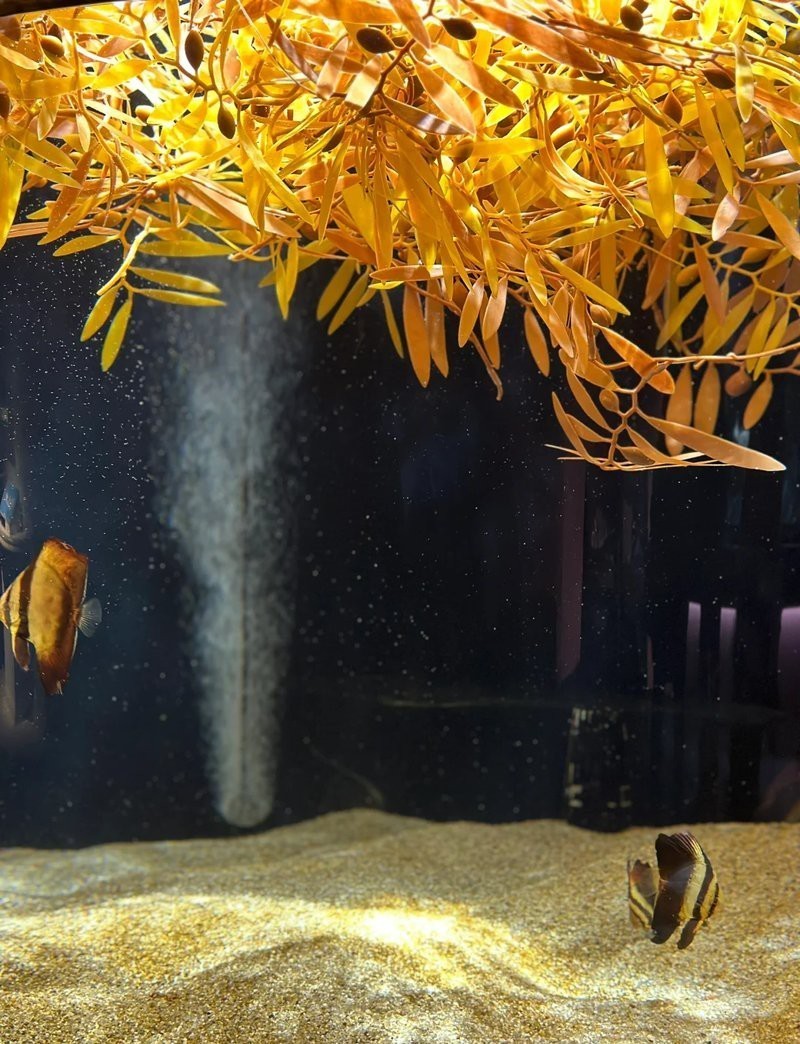 四國(guó)水族館在哪個(gè)城市