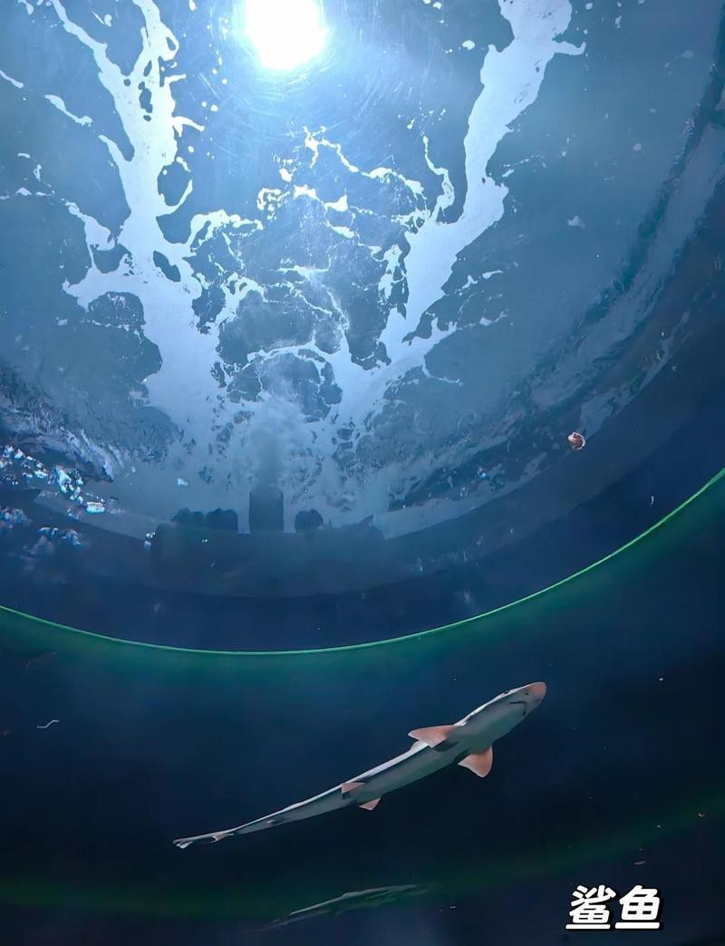 四國(guó)水族館在哪個(gè)城市