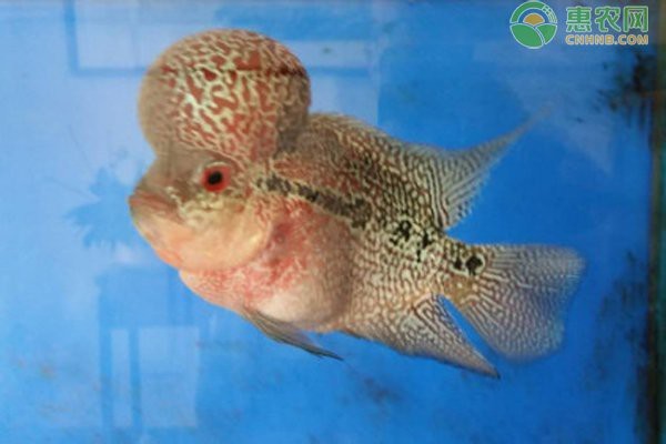 星點龍魚和羅漢魚混養(yǎng)需要注意什么？