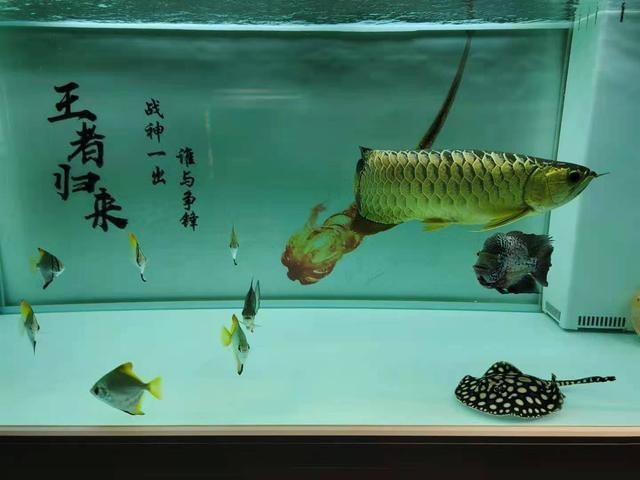 星點龍魚和羅漢魚混養(yǎng)需要注意什么？