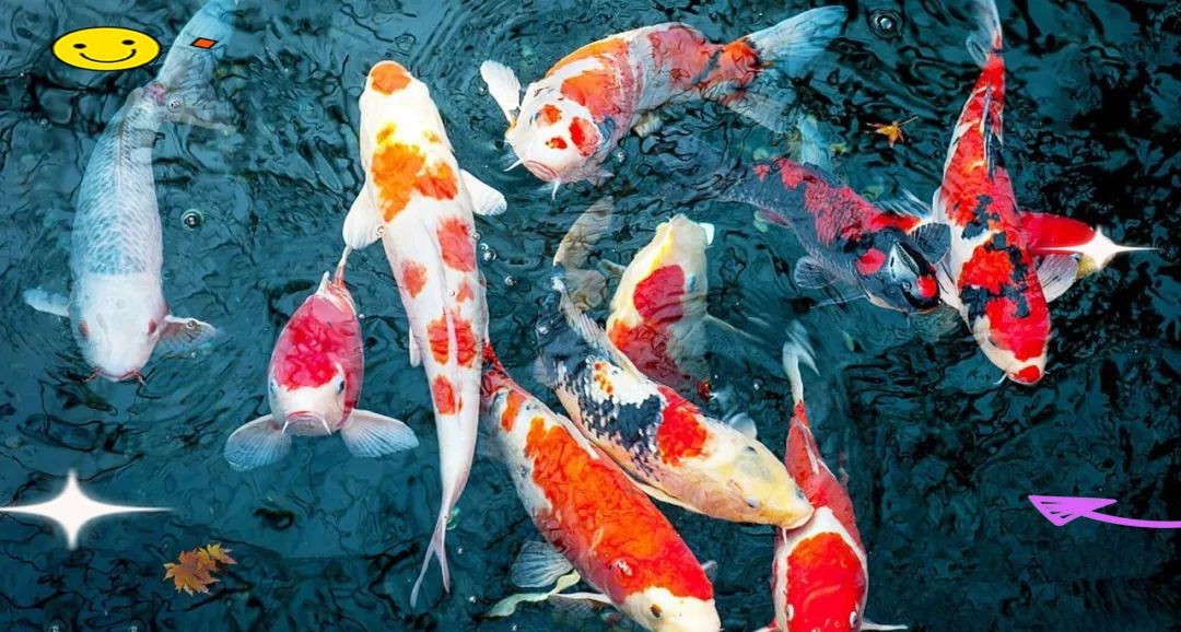 紅白錦鯉的挑選標(biāo)準(zhǔn)