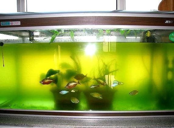 黑色的銀龍魚圖片(黑色的龍魚叫什么) 黑色的銀龍魚圖片(黑色的龍魚叫什么) 銀龍魚百科