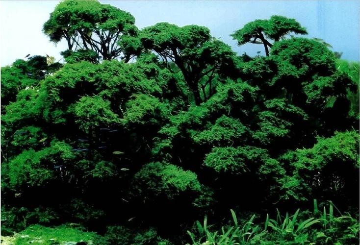 給我一些世界草缸造景大賽獲獎作品的圖片
