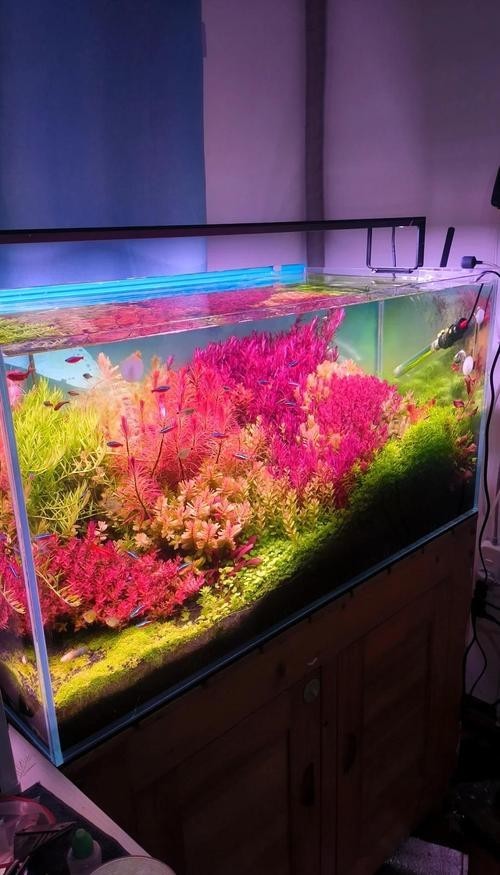 給我一些世界草缸造景大賽獲獎作品的圖片