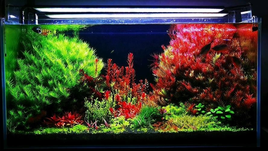 給我一些世界草缸造景大賽獲獎作品的圖片