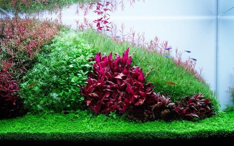 給我一些世界草缸造景大賽獲獎作品的圖片