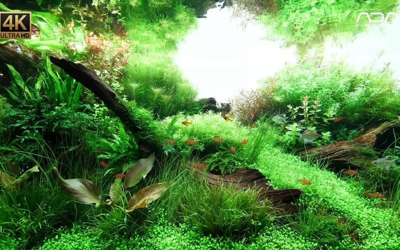 給我一些世界草缸造景大賽獲獎作品的圖片