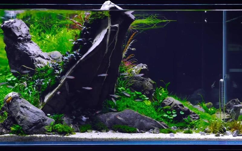 給我一些世界草缸造景大賽獲獎作品的圖片