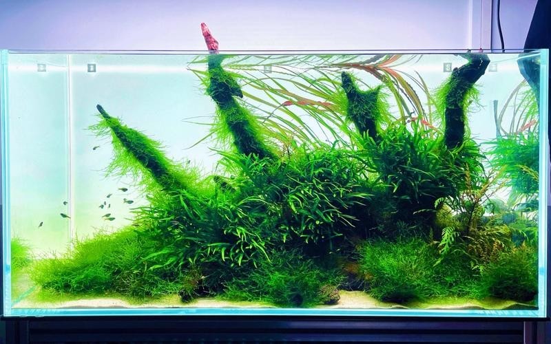 給我一些世界草缸造景大賽獲獎作品的圖片