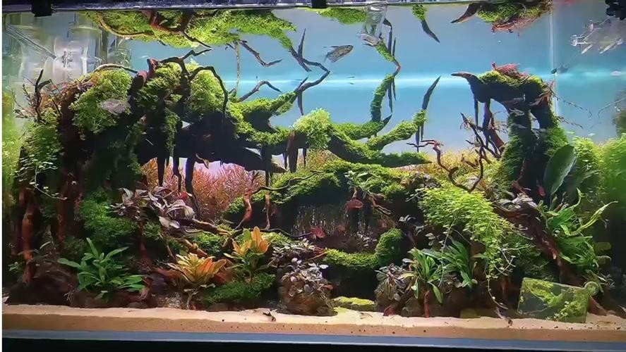 給我一些世界草缸造景大賽獲獎作品的圖片