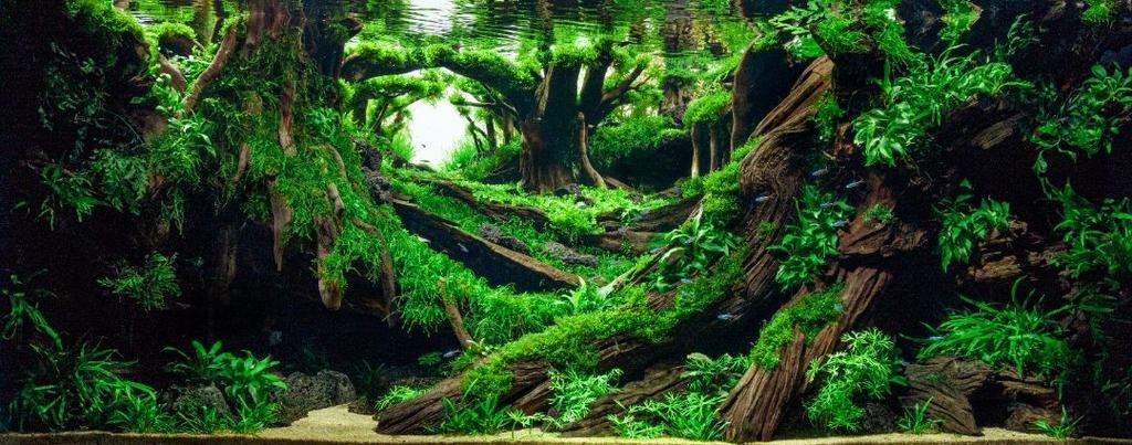 給我一些世界草缸造景大賽獲獎作品的圖片