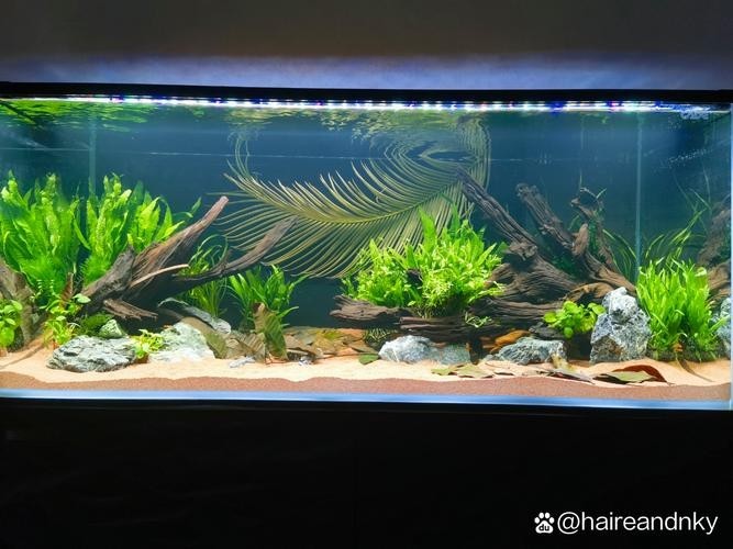給我一些世界草缸造景大賽獲獎作品的圖片
