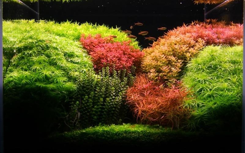 給我一些世界草缸造景大賽獲獎作品的圖片